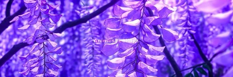 Header of trinitymontano
